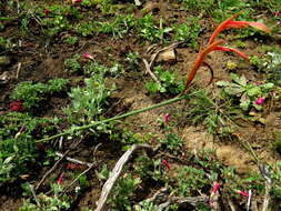 Gladiolus abbreviatus Andrews resmi