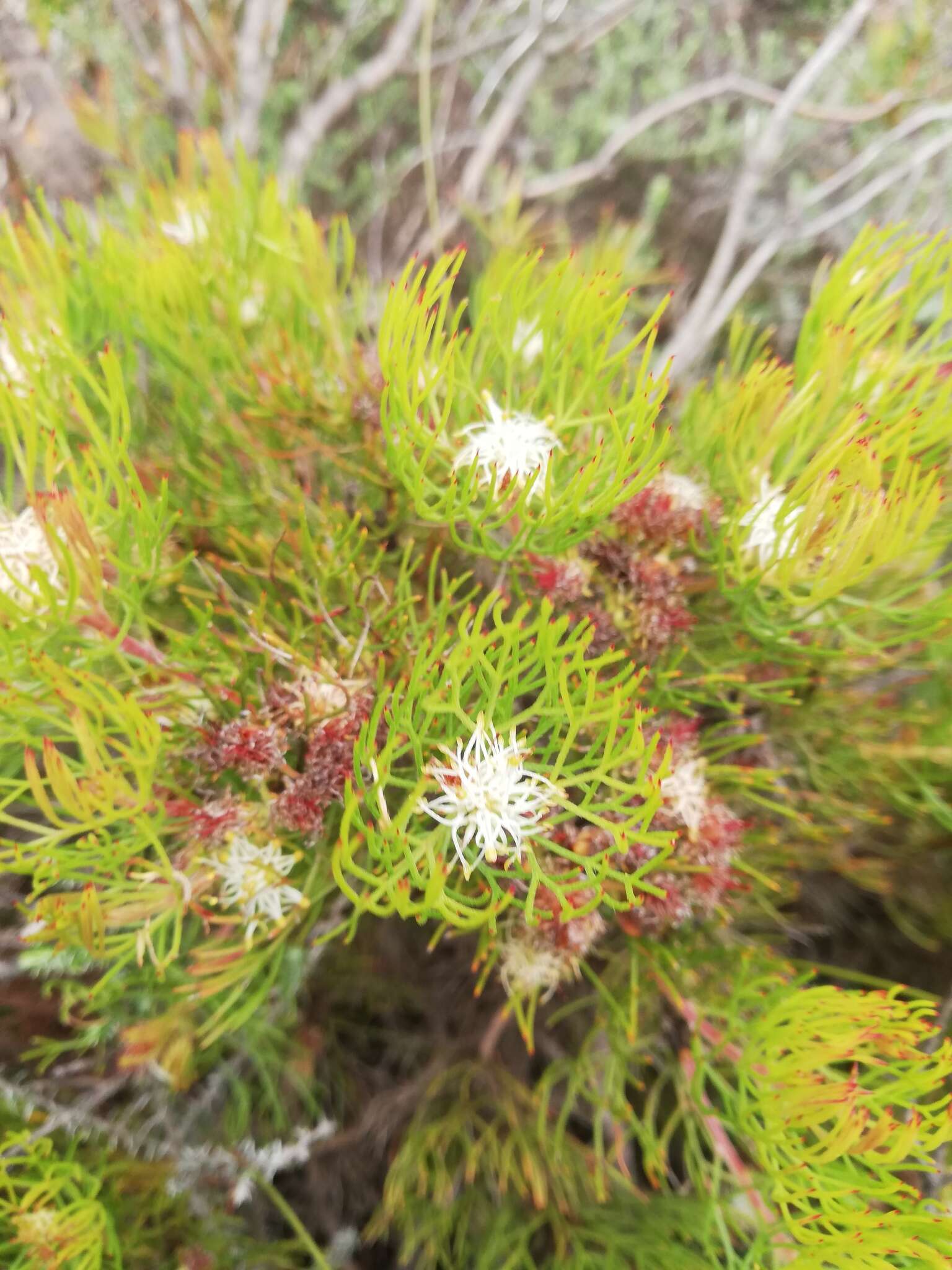 Image of Serruria inconspicua L. Guthrie & Salter