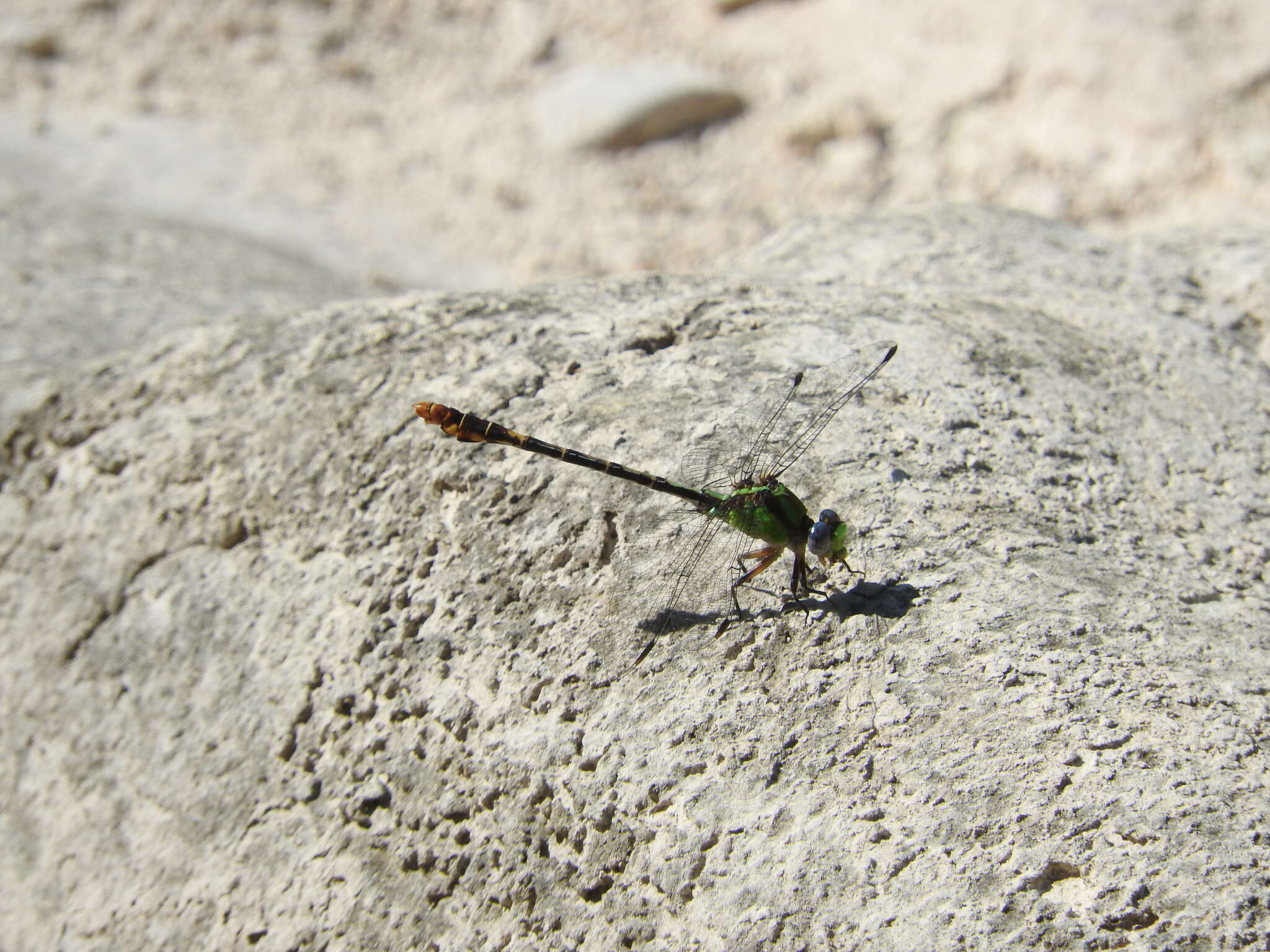 Image of Erpetogomphus sipedon Calvert 1905