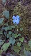 Image of creeping phlox