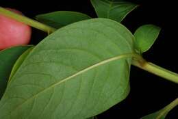 Image of Mexican pokeweed