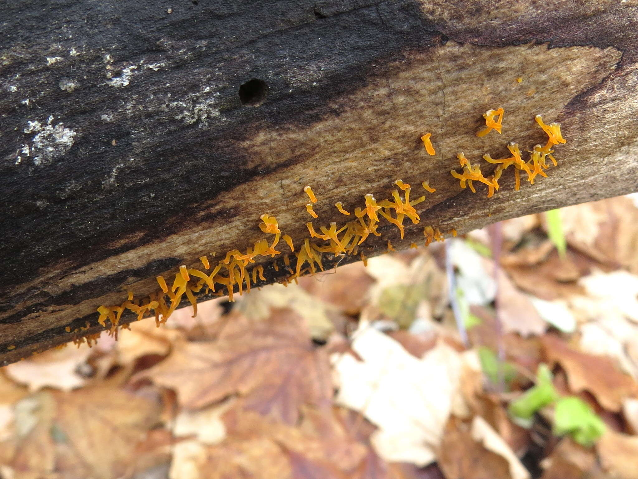 Image of Calocera cornea (Batsch) Fr. 1827