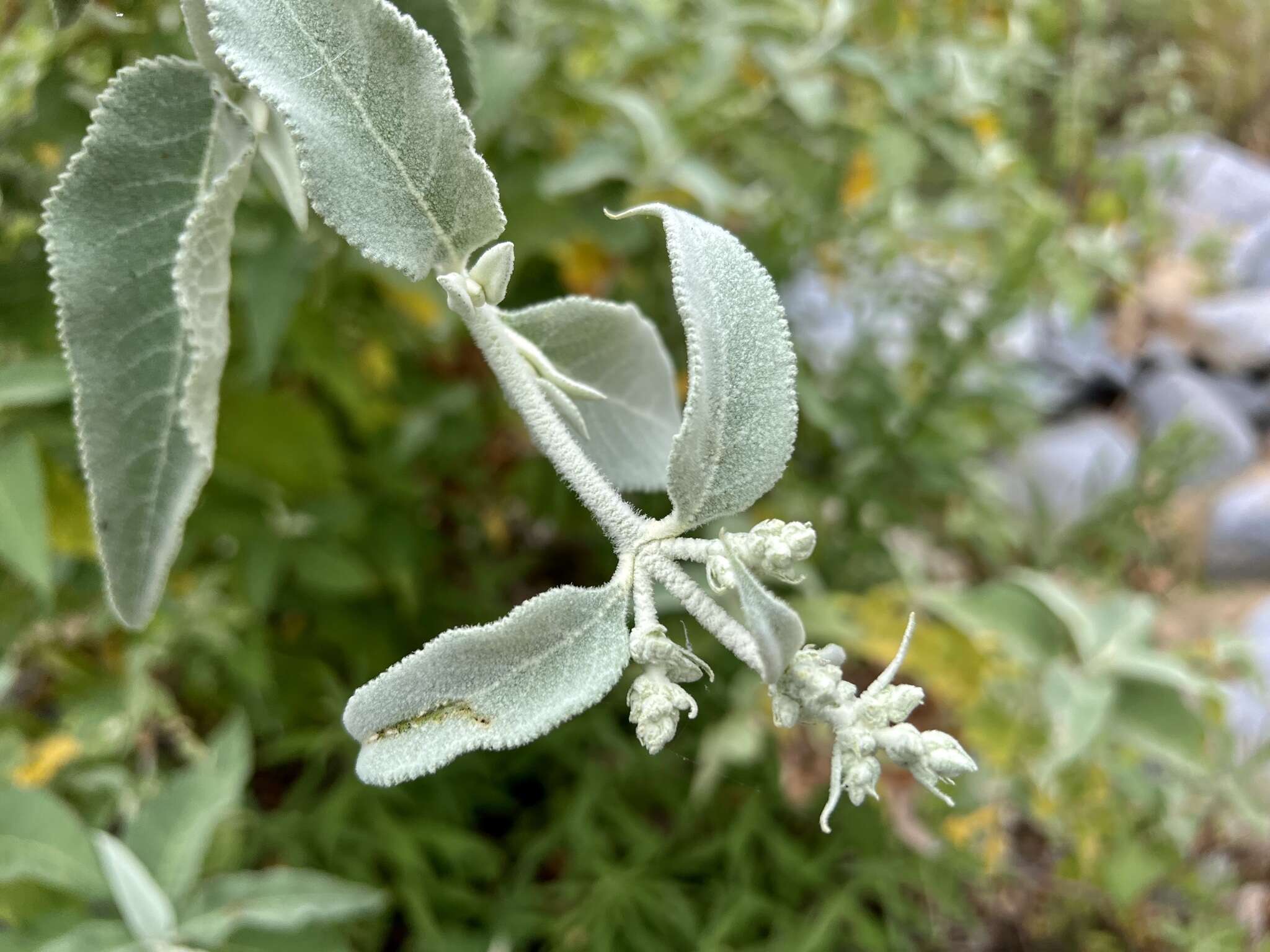 Image of Buddleja crotonoides A. Gray