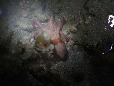 Image of Red-spot Night Octopus