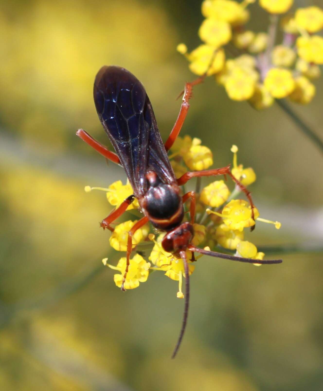 صورة Tachypompilus ferrugineus nigrescens