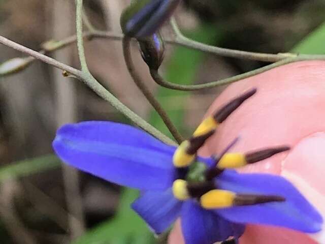 Image of Dianella revoluta var. revoluta