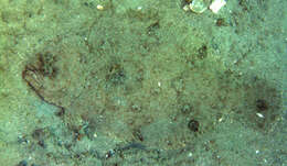 Image of Spotfin Flounder
