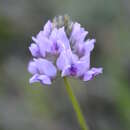 Image of Oxytropis globiflora Bunge