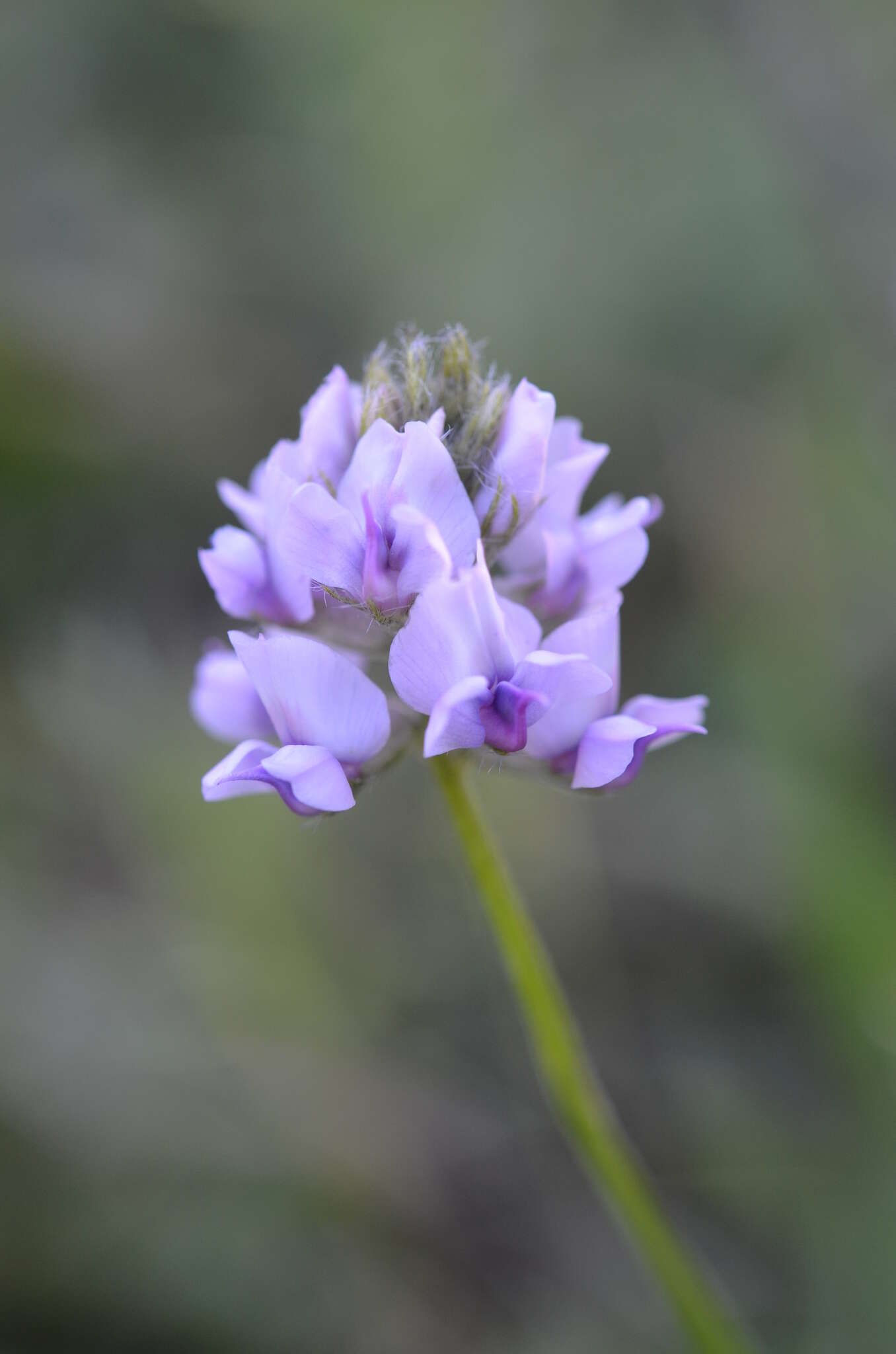 Image of Oxytropis globiflora Bunge