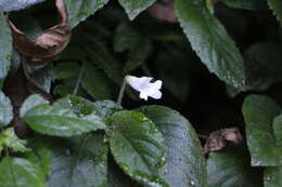 Image of Whytockia sasakii (Hayata) B. L. Burtt