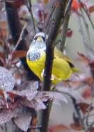 Image of MacGillivray's Warbler