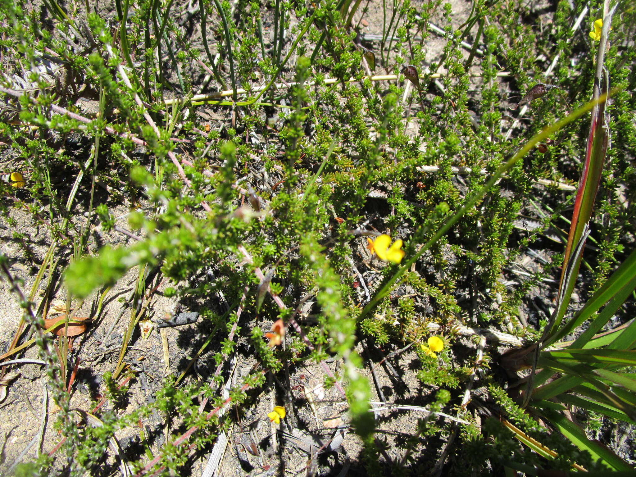 Image of Aspalathus tenuissima R. Dahlgren