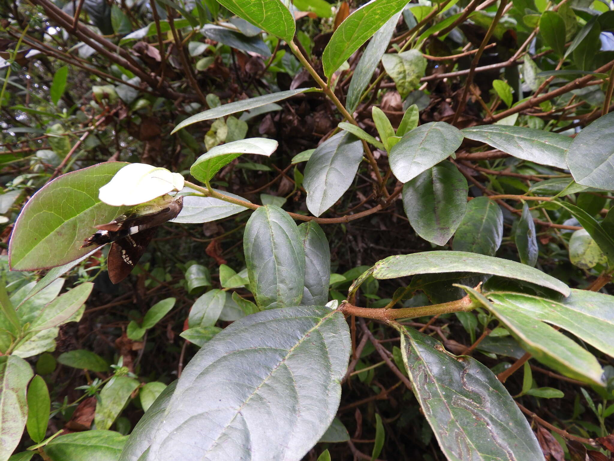 Image of Viburnum triphyllum Benth.