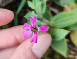 Image de Silene acutifolia Link ex Rohrb.