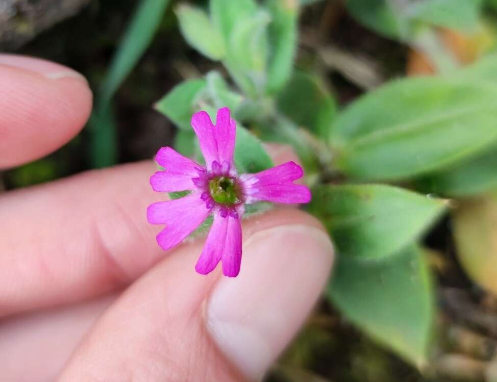 Image de Silene acutifolia Link ex Rohrb.