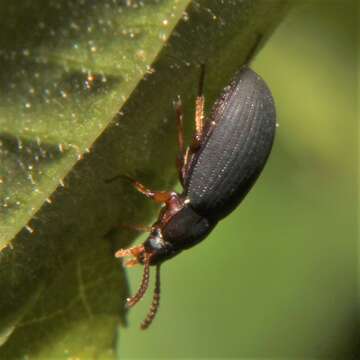 Image of Platydema ruficornis (Sturm 1826)