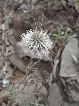 Image of Indian Globe Thistle