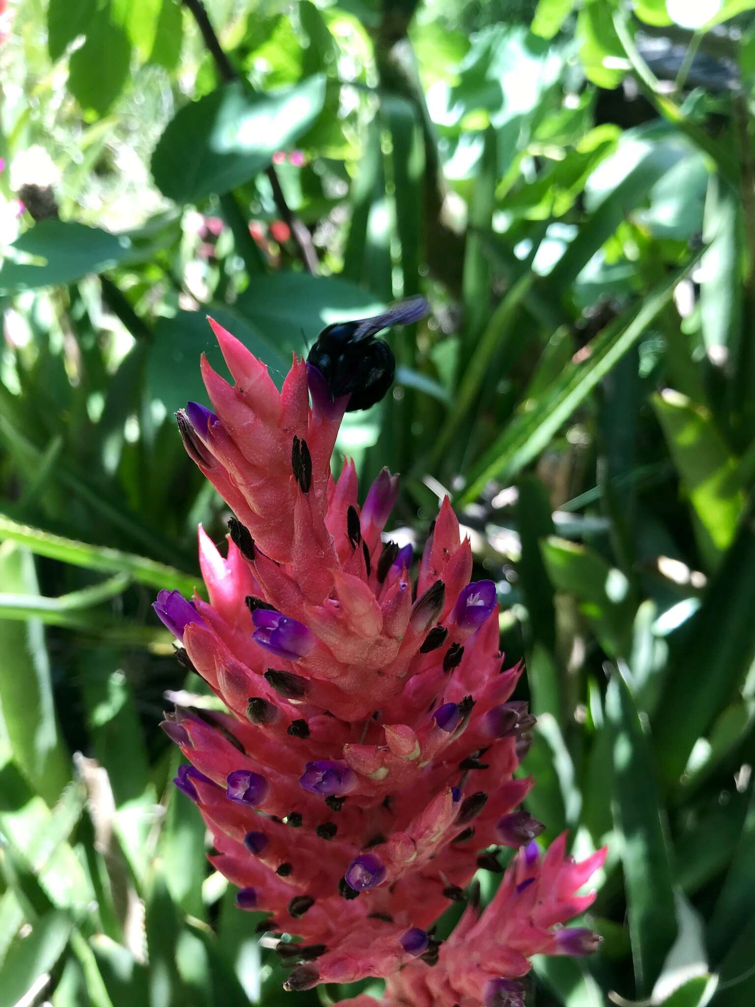 Imagem de Aechmea distichantha Lem.