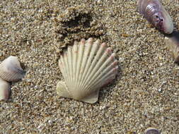 Aequipecten tehuelchus (d'Orbigny 1842)的圖片