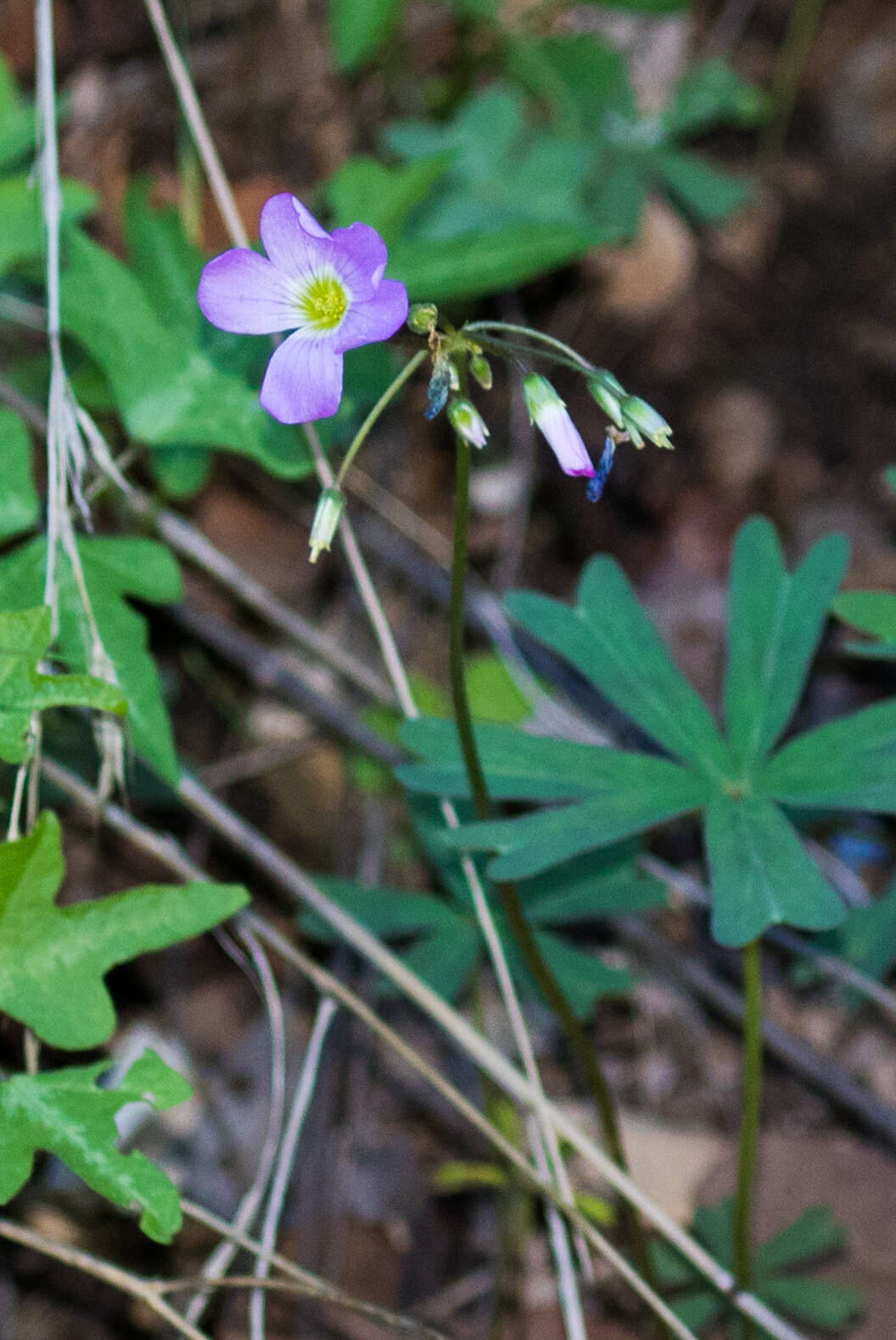 Plancia ëd Oxalis decaphylla Kunth