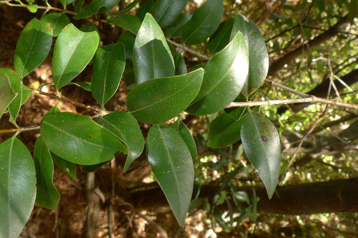 Image de Metrosideros robusta A. Cunn.