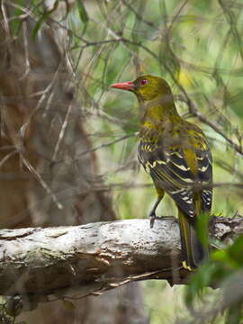 Image of Green Oriole