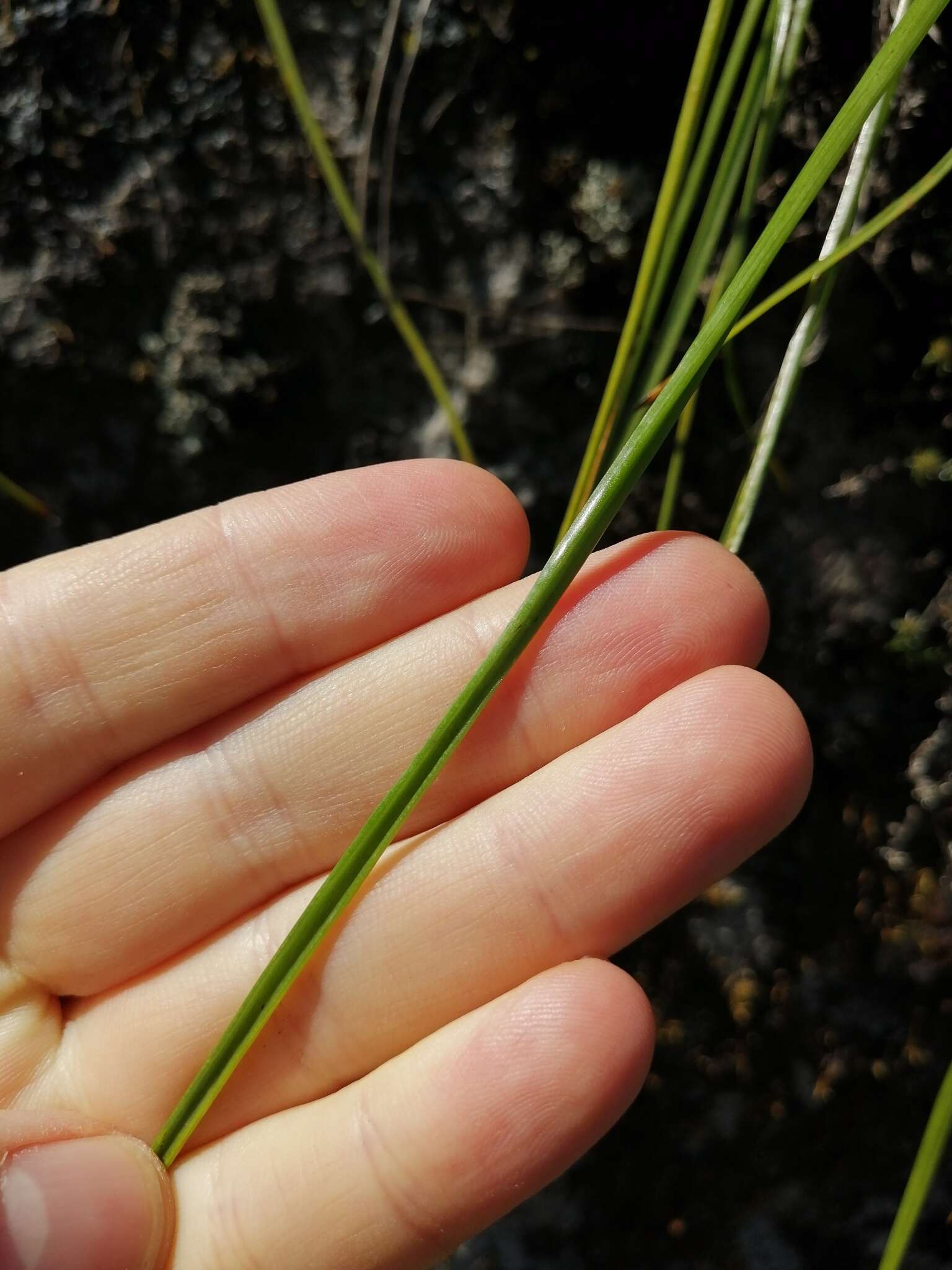 Слика од Trachyandra tabularis (Baker) Oberm.