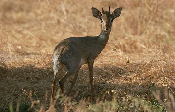 Image of Kirk's Dik-dik