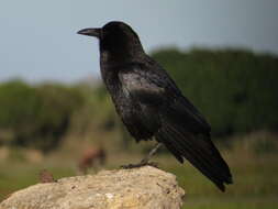 Image of Corvus capensis capensis Lichtenstein & Mhk 1823