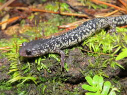 Imagem de Plethodon variolatus (Gilliams 1818)