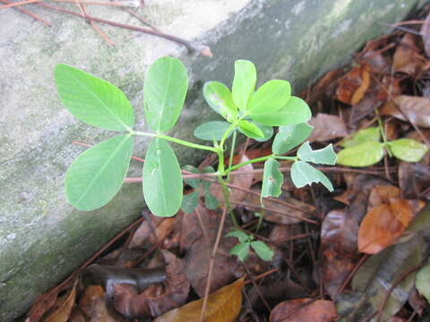 Plancia ëd Arachis hypogaea L.