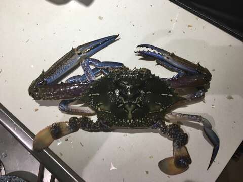 Image of Blue swimmer crab