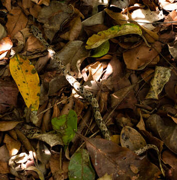 Image of Bothrops pauloensis Amaral 1925