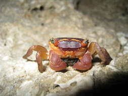 Image of apple crab