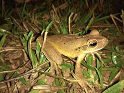 Image of Boana albopunctata (Spix 1824)