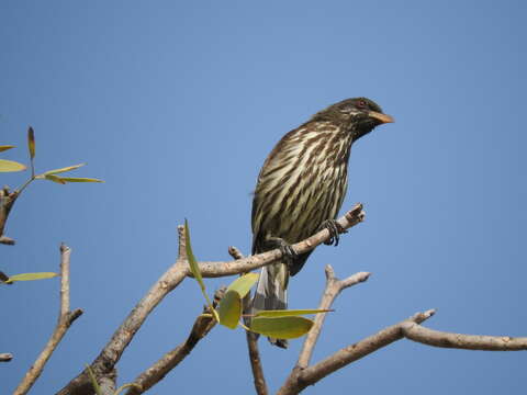 Image of Palmchat