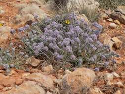 Image of Teucrium capitatum subsp. majoricum (Rouy) Nyman