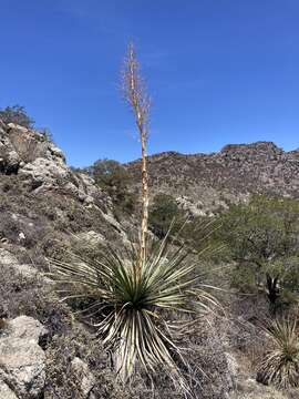 Image of Nolina durangensis Trel.