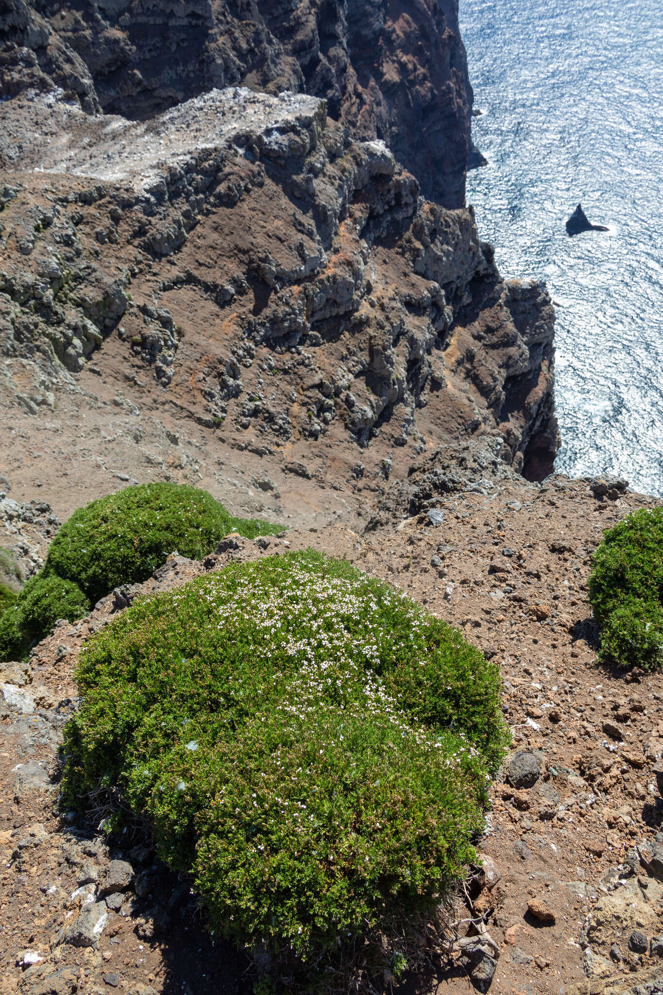 Image of Lycapsus tenuifolius Phil.