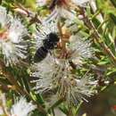 Image of Megachile atrella Cockerell 1906