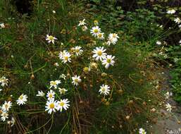 Image of Argyranthemum gracile Sch. Bip.