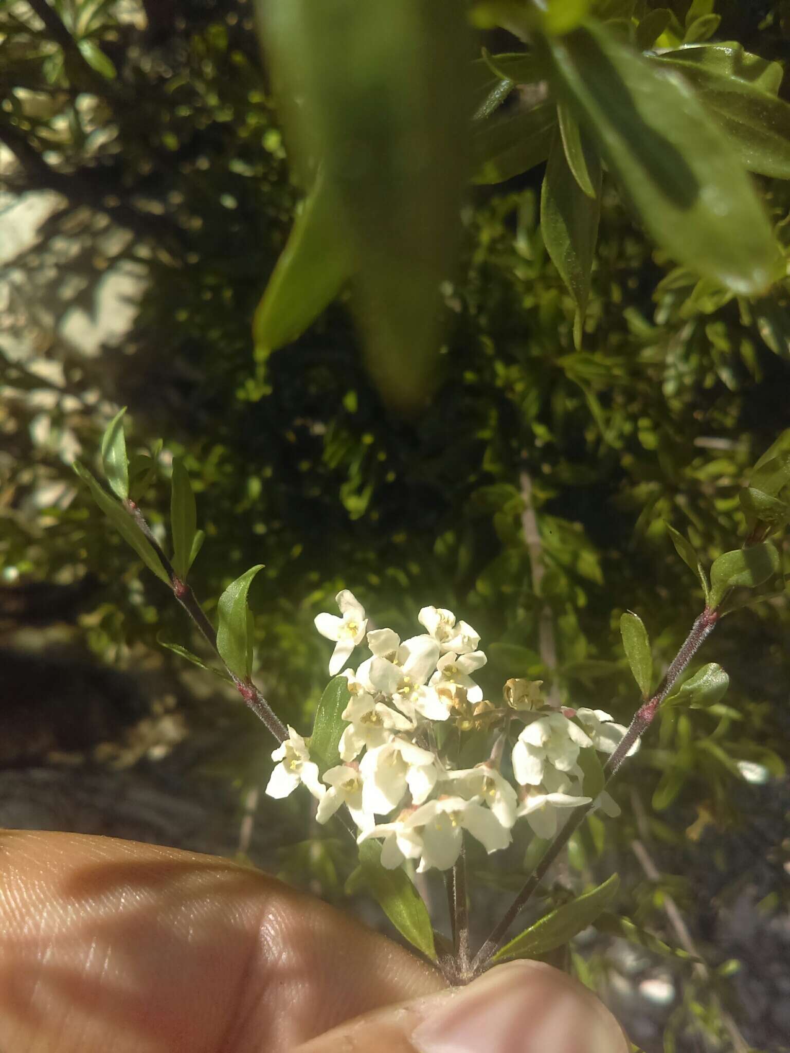 Image of Machaonia coulteri (Hook. fil.) Standl.