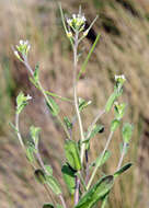 Image of Arabis parvula Dufour