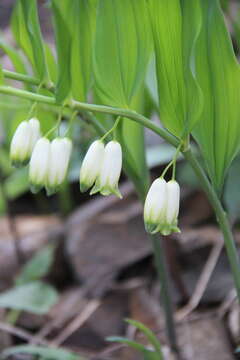 Image of Polygonatum glaberrimum K. Koch