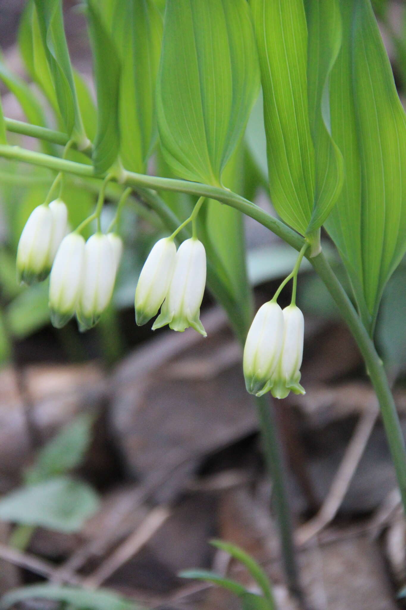 Слика од Polygonatum glaberrimum K. Koch