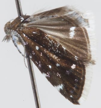 Image of <i>Prochoreutis myllerana</i> Fabricius 1794