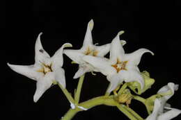 صورة Philibertia latiflora (Griseb.) Goyder