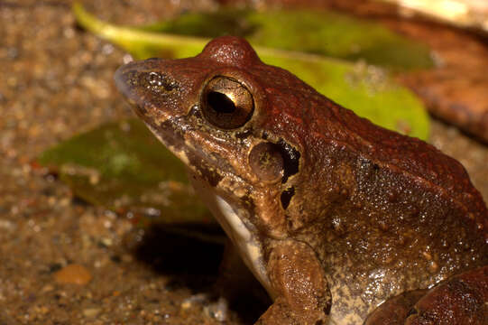 Image de Leptodactylus poecilochilus (Cope 1862)