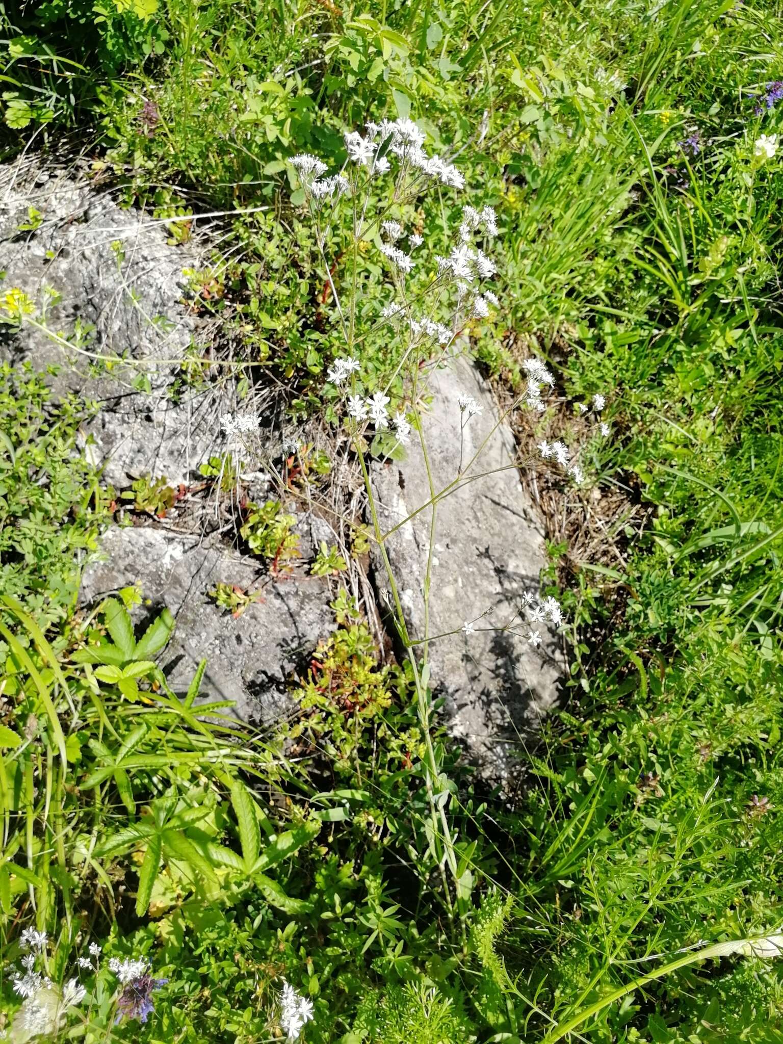 Image of Gypsophila altissima L.