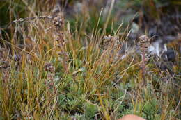 Image of forked wormwood